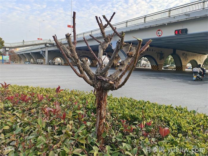 月季冬剪有统一时间吗？各地不同别乱剪(图2)