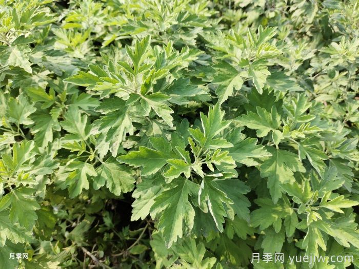 驱蚊花草种类以及效果大比拼(图1) 驱蚊花草种类以及效果大比拼(图1)