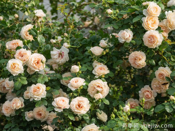 剪秋水月季(图3)