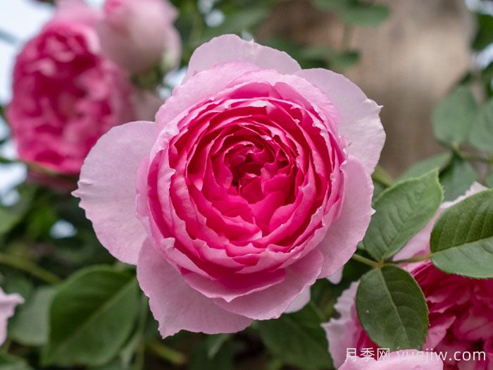 紫葡萄月季(图1)