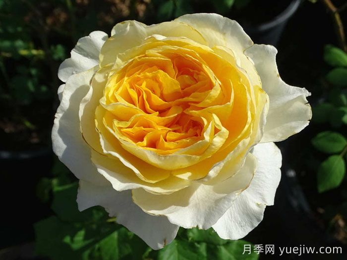 碧翠丝月季/贝特丽丝(图1)