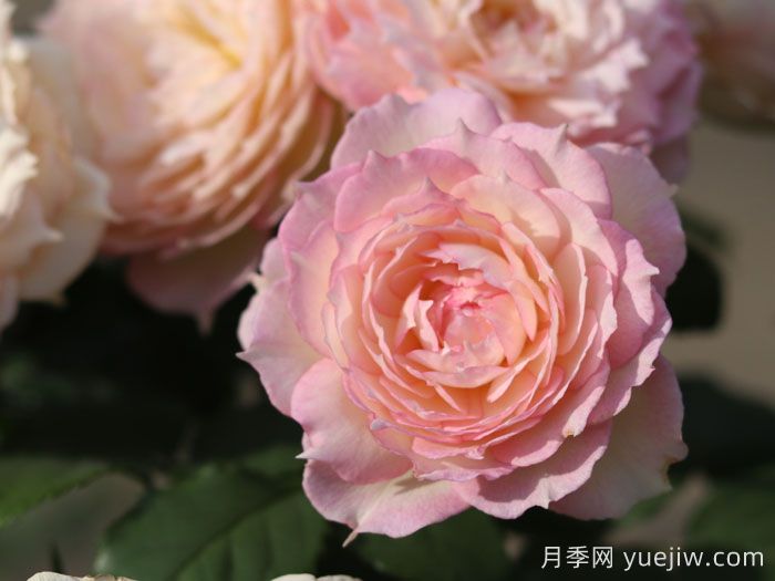 玉碗纱月季(图4)