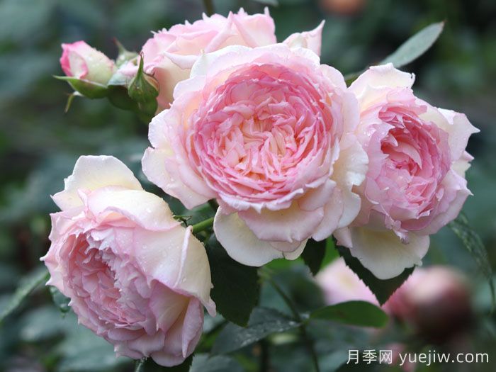 玉碗纱月季(图3)