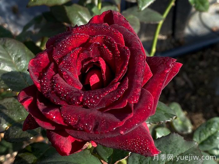 黑巴克月季(图4)