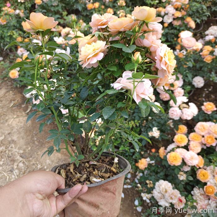 买到激素月季了不要慌，教你月季苗复壮爆花(图1)