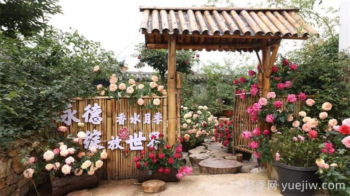 临沧永德：香水月季制造七夕浪漫(图1)