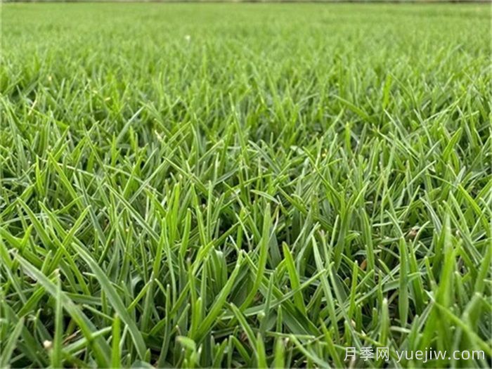 冷季型草坪秋季管理五个技术要点(图1)