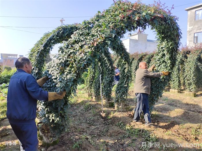 什么时间是月季苗木栽植的最佳季节？(图2)
