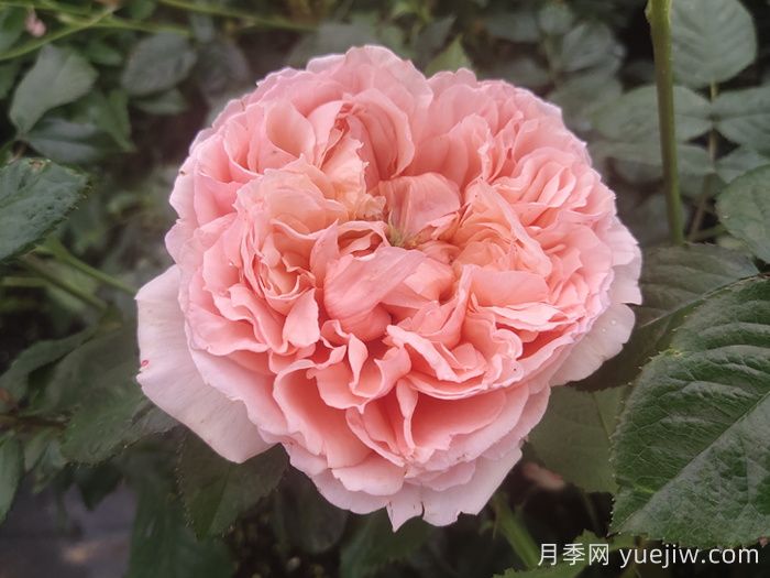 10种经典月季花，藏在阳台上的美好(图2)