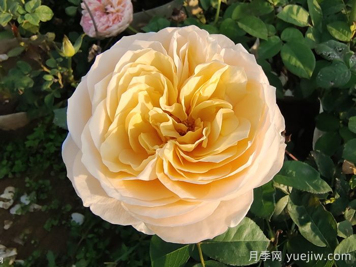 10种经典月季花，藏在阳台上的美好(图3)