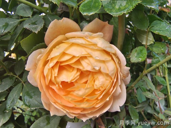 10种经典月季花，藏在阳台上的美好(图4)