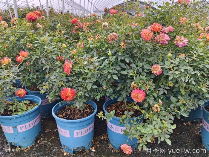高温天气养护月季全攻略(图2)