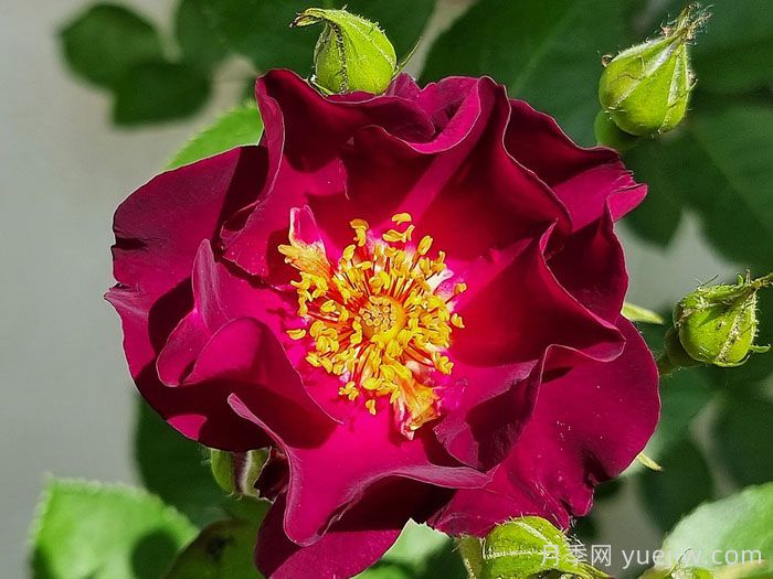 66号公路月季(图1)