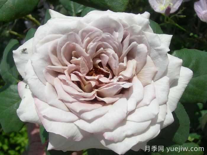 灰珍珠月季(图3)
