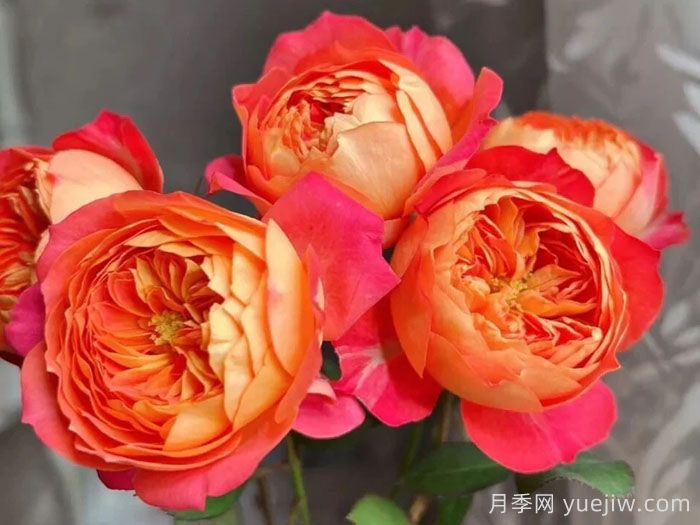 藤本浪漫宝贝月季/藤宝贝月季(图2)