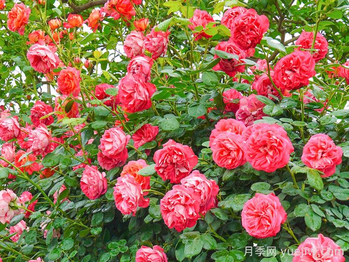 藤本浪漫宝贝月季/藤宝贝月季(图3)