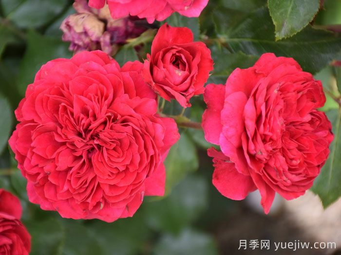 红达月季/红色达芬奇月季(图5) 红达月季/红色达芬奇月季(图5)