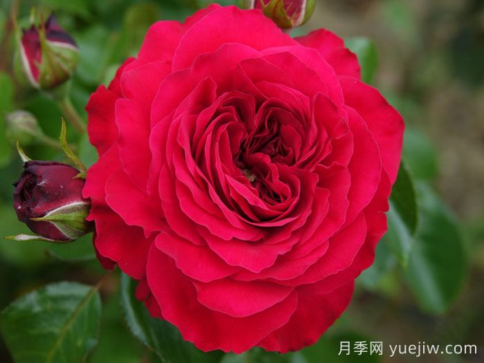 红达月季/红色达芬奇月季(图4) 红达月季/红色达芬奇月季(图4)