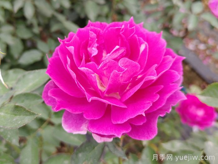 天方夜谭月季(图3)