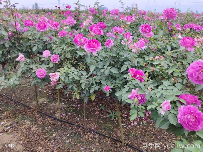 天方夜谭月季(图4)