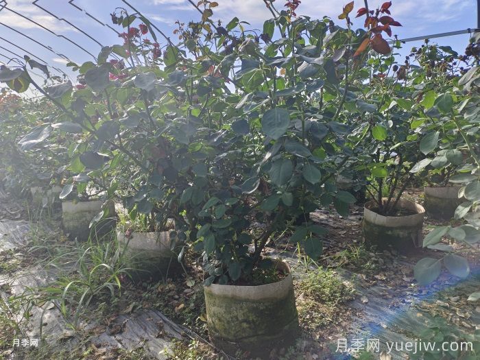 丛生苗木走俏,被称为去库存利器(图1) 丛生苗木走俏,被称为去库存利器(图1)