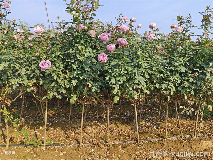 九月份把握秋季好时机，让园林植物焕发新生机(图2)