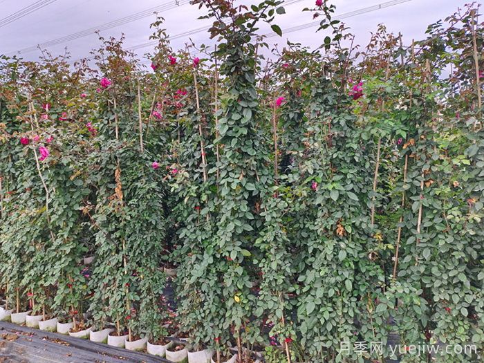 立秋过后月季养护,细心呵护让月季苗更旺盛(图2) 立秋过后月季养护,细心呵护让月季苗更旺盛(图2)