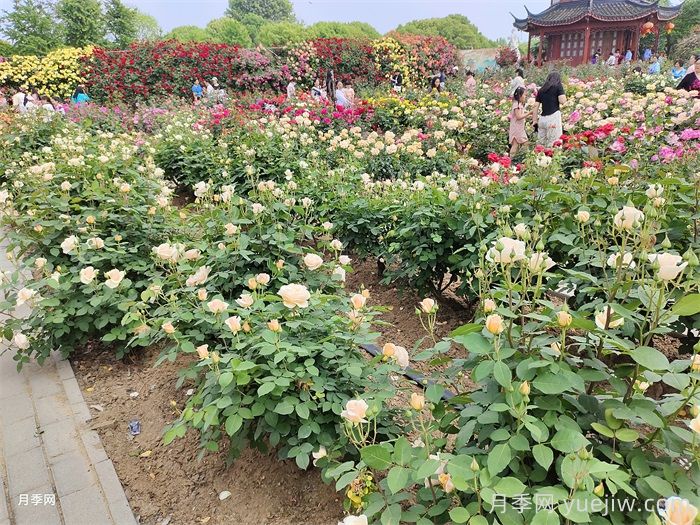 园林绿化苗木怎么挑才合适？(图1)