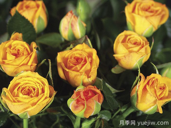 永远的梅西纳月季/永远的墨西拿(图1)