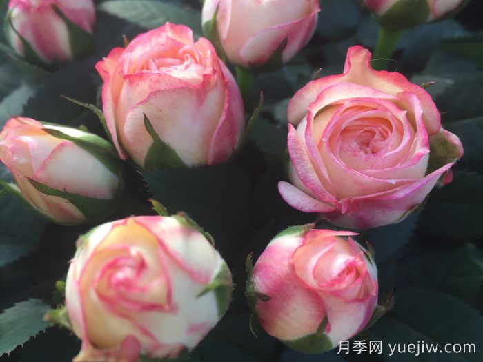 永远的哈瓦那月季(图1)