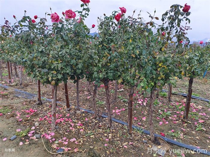 梅雨季节月季养护指南,阴雨天喷药施肥教程(图2) 梅雨季节月季养护指南,阴雨天喷药施肥教程(图2)