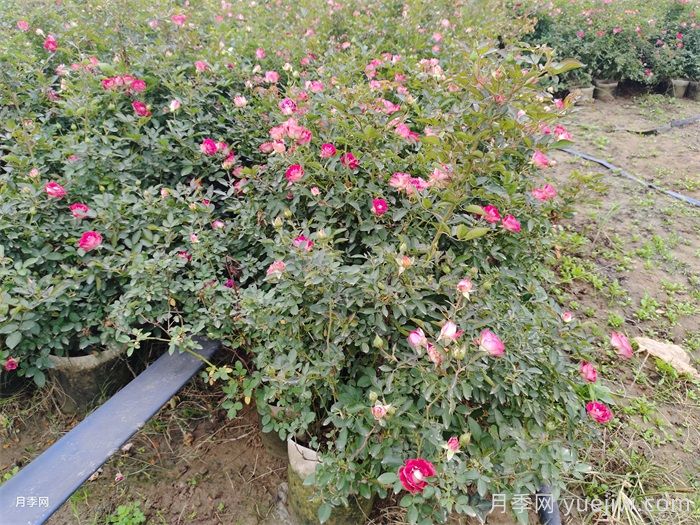 梅雨季节月季养护指南,阴雨天喷药施肥教程(图3) 梅雨季节月季养护指南,阴雨天喷药施肥教程(图3)