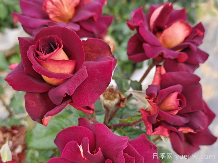 哪个月季品种更黑?黑巴克、黑魔术谁更好养?(图3) 哪个月季品种更黑?黑巴克、黑魔术谁更好养?(图3)