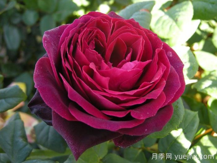 不眠之夜月季/黑鱼子酱月季/哈登伯格夫人(图1)