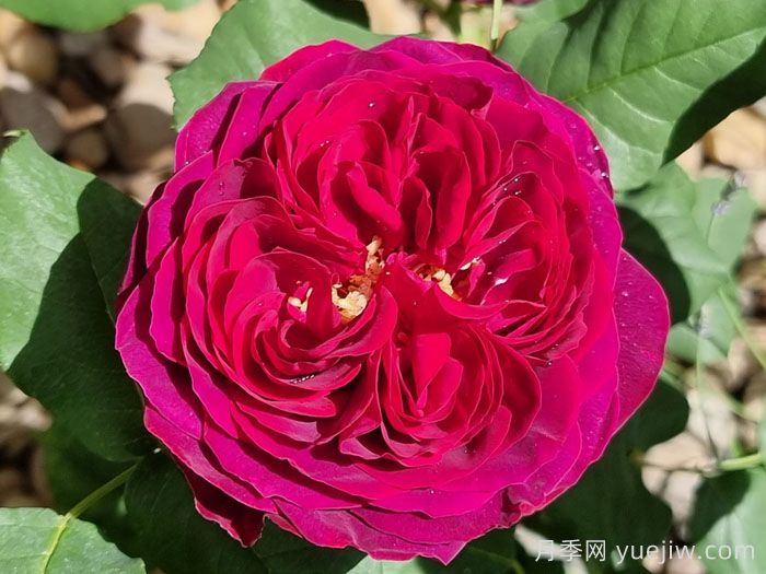 不眠之夜月季/黑鱼子酱月季/哈登伯格夫人(图2)