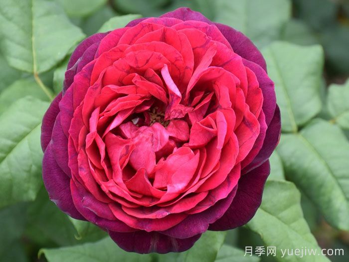 不眠之夜月季/黑鱼子酱月季/哈登伯格夫人(图3)