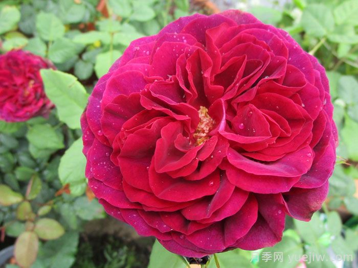 不眠之夜月季/黑鱼子酱月季/哈登伯格夫人(图4)