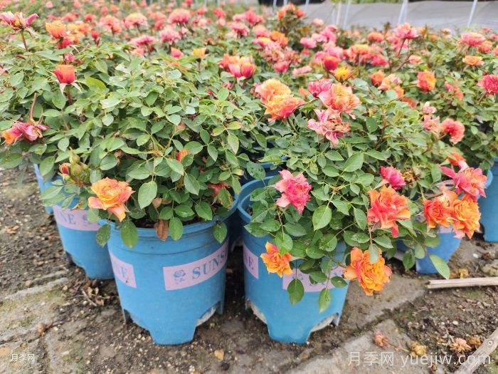 适于阳台栽种的花卉种类(图1)