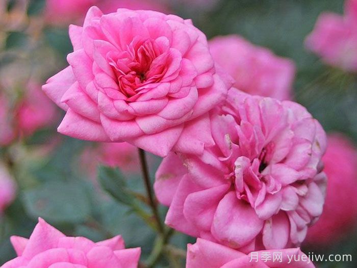 糖宝宝月季/糖果宝贝/甜心宝贝(图2)