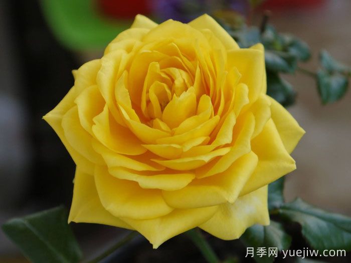 阳光海滩月季/黄金海岸月季/永远的阳光海岸(图2)