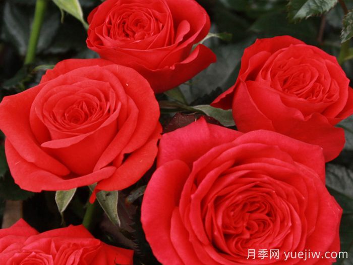 玛斯兰月季/永远的马斯兰月季(图1)