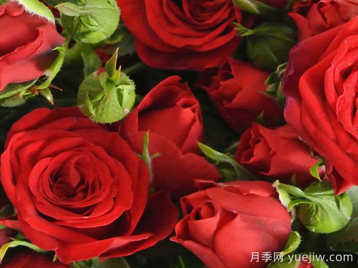 莫斯科夜景月季(图1) 莫斯科夜景月季(图1)