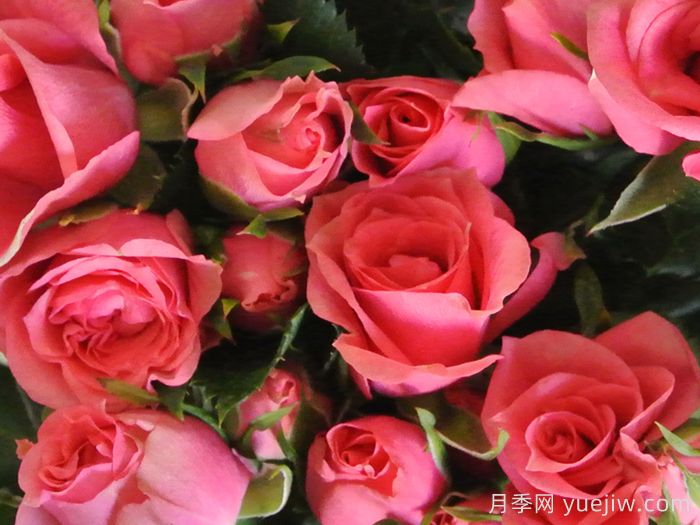 永远的粉色莫斯科月季(图1)