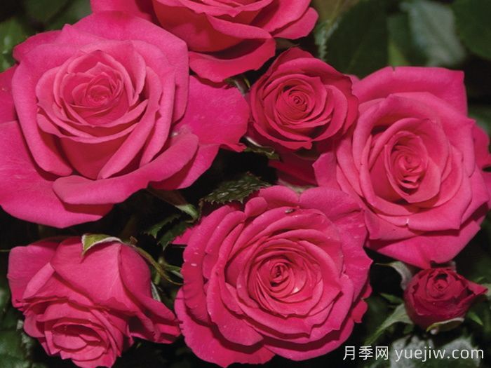 永远的罗马月季(图1)