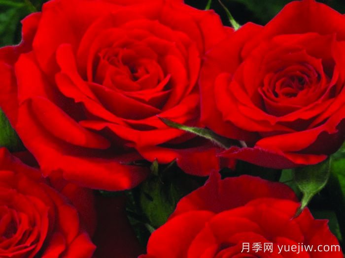 永远的巴里月季(图1)