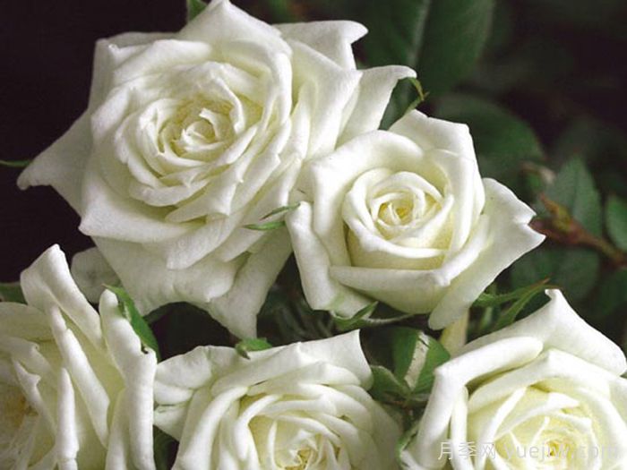 永远的卡纳泽月季(图1)