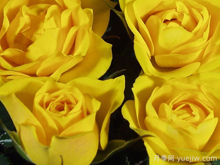 永远的热黄月季(图1)