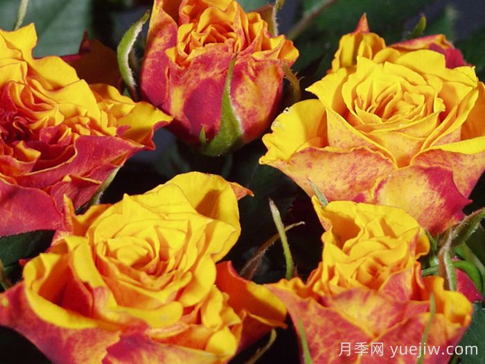 永远的迷你艾帕索月季(图1)