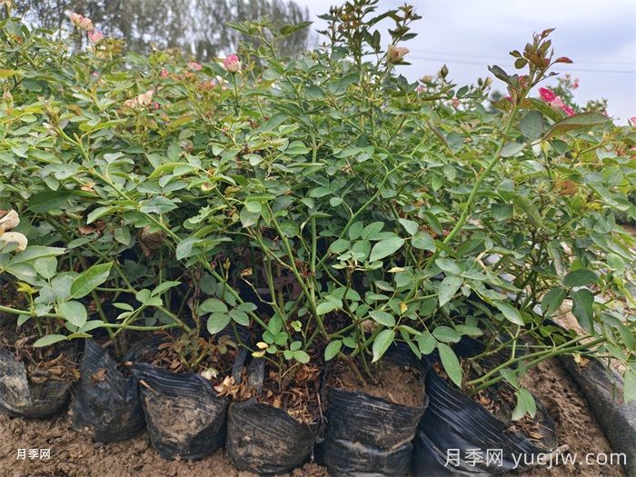 月季树苗什么时候移栽？(图2)
