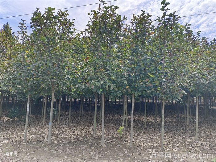 玉兰树的养殖方法和注意事项(图2)